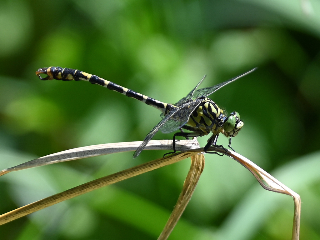 Kleine Zangenlibelle beim Home River Bioblitz - © Ina Siebert - iNaturalist